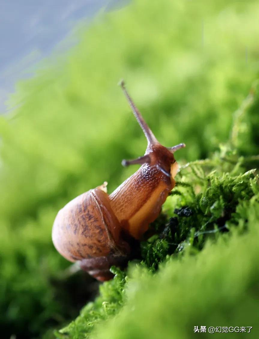 愚蠢的大蜗牛,无情的蜗牛