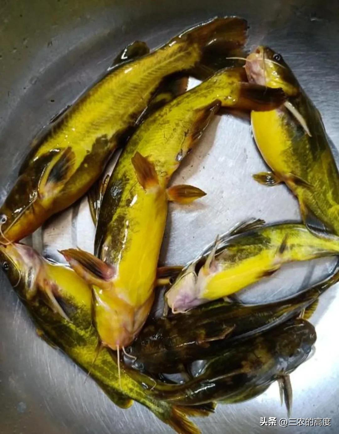 河鲜四大名鱼,最顶级的河鲜鱼