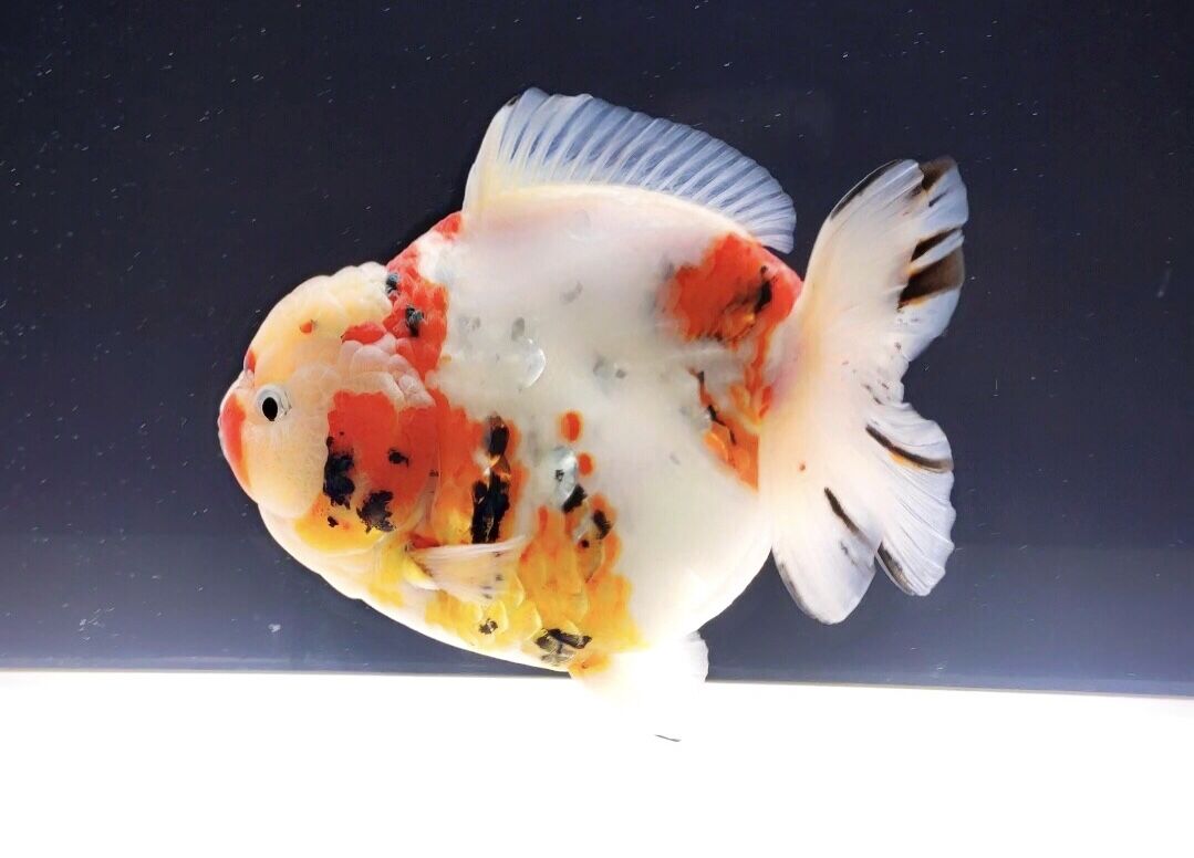 治鱼病的甲硝唑选哪种,治鱼病甲硝唑跟土霉素有什么区别