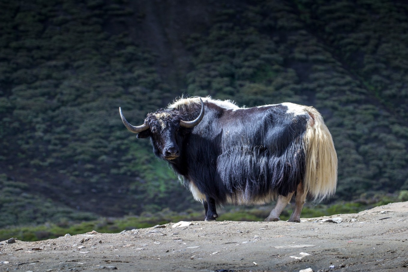 318来回攻略十三天,天路之旅西藏完整版