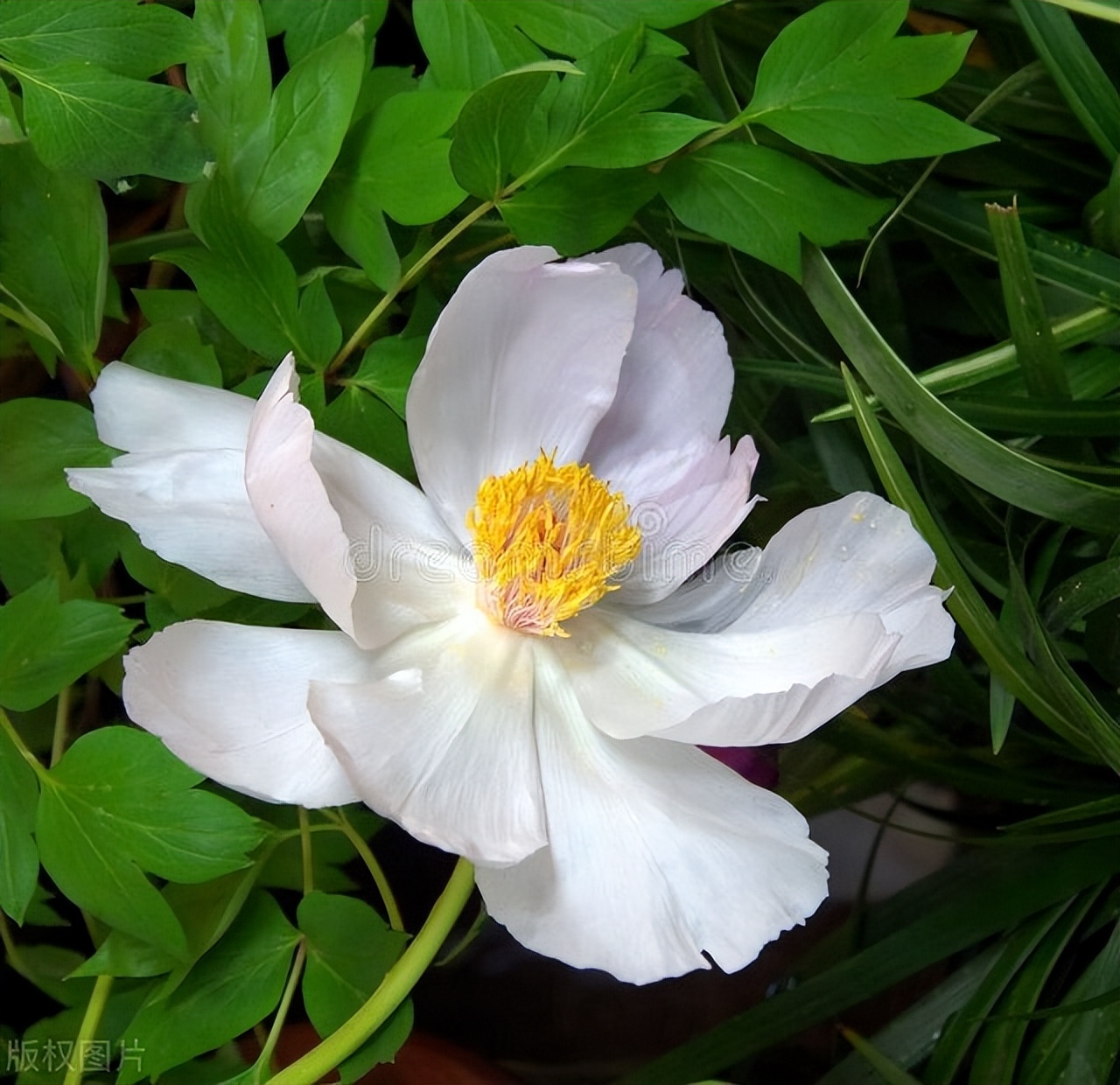 含白芍的经方,中医白芍药