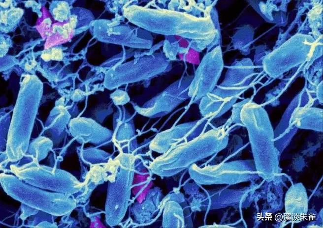 苏云金杆菌杀虫剂对蜜蜂有害吗,苏云金芽孢杆菌对蜜蜂有害吗