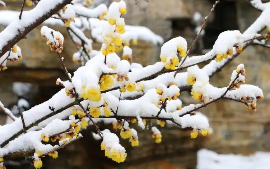 香花庭院,庭院香花