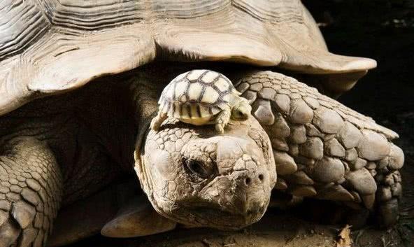 千年的王八万年的龟经典语录,千年王八万年龟下一句人生智慧