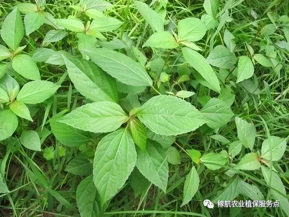 草甘膦这样复配，除草干净又彻底
