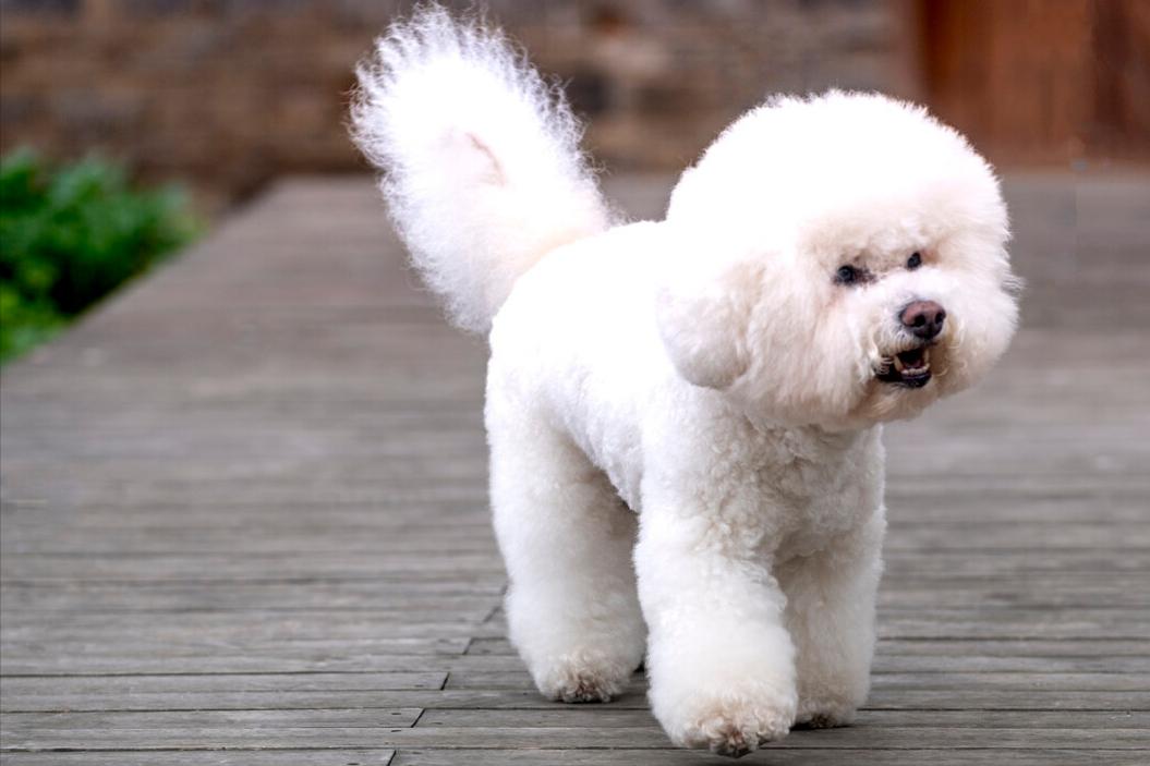 兽医怎么养宠物,兽医教你如何喂养一个月大的犬