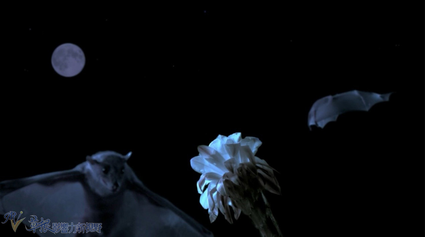 植物比动物厉害,动植物的繁衍方式