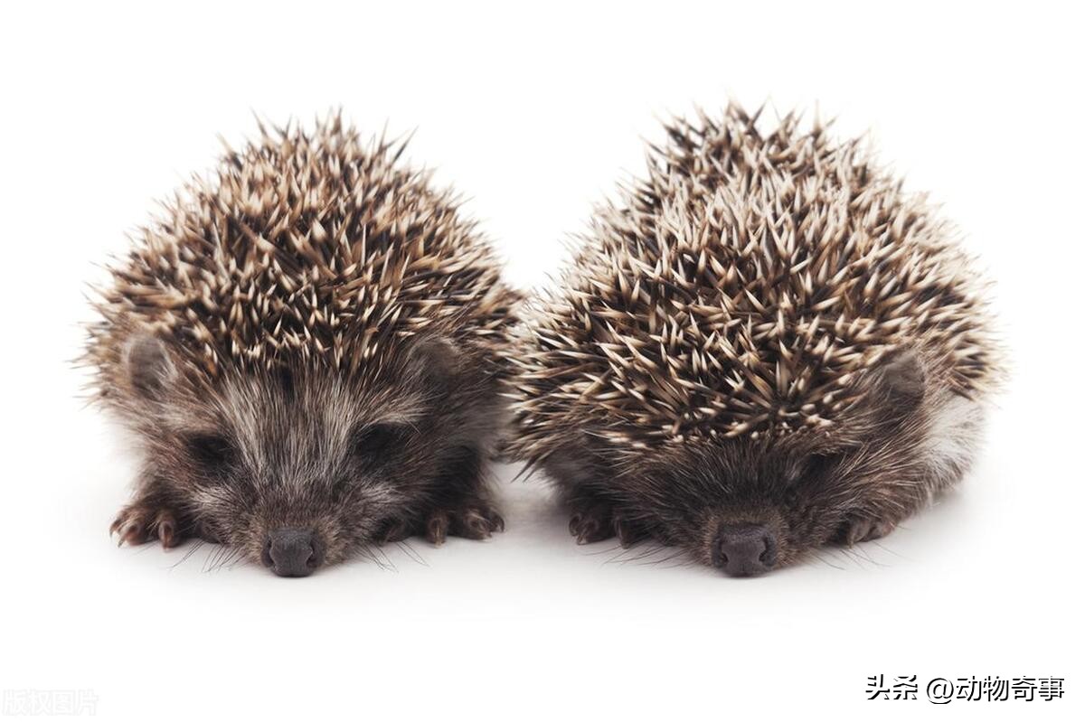 被烧伤的刺猬会“巫术”，除掉三只羊两只狗一头牛，因它有个朋友