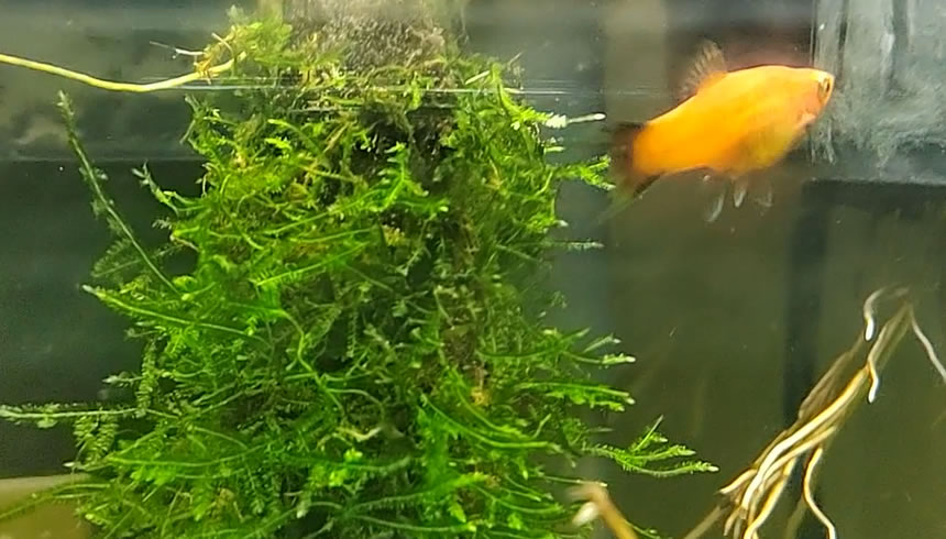 鱼不喜欢开口怎么办,春天鱼不吃食是什么原因