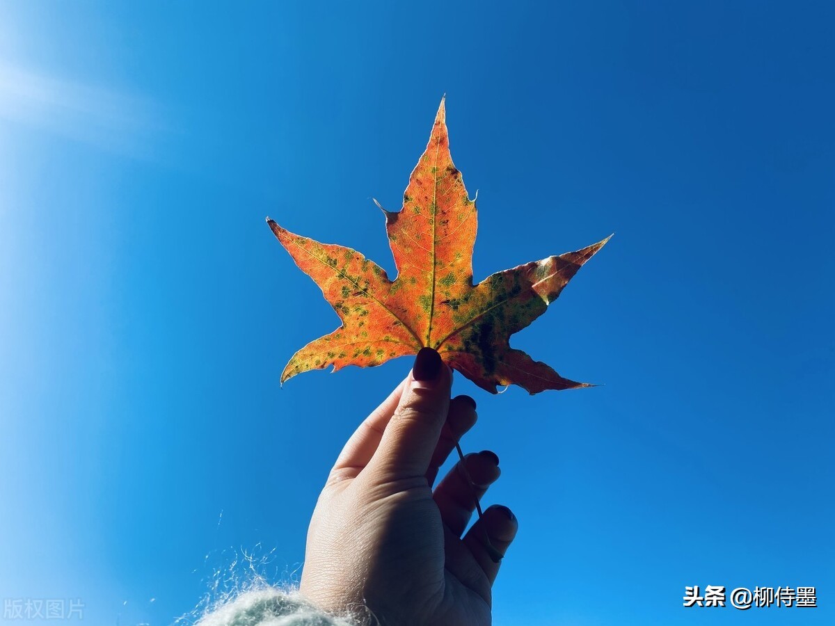 手机拍照片有哪些优点和缺点？3个摄影技巧，助你扬长避短