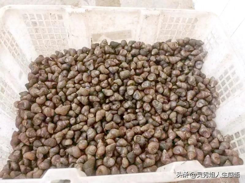 田螺的寄生虫长什么样,田螺寄生虫消除方法