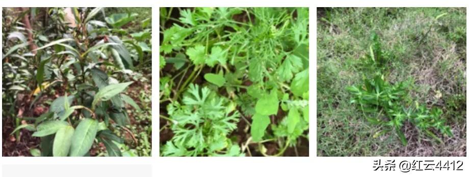 汤锅味道相当好吃,汤锅焖菜