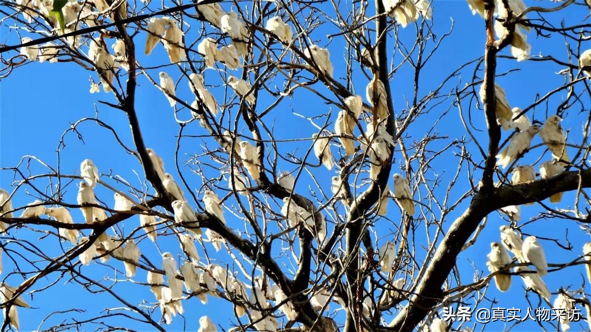 我，贵州女人，曾婚姻失败，但拒绝过舒坦日子，55岁找到澳洲真爱