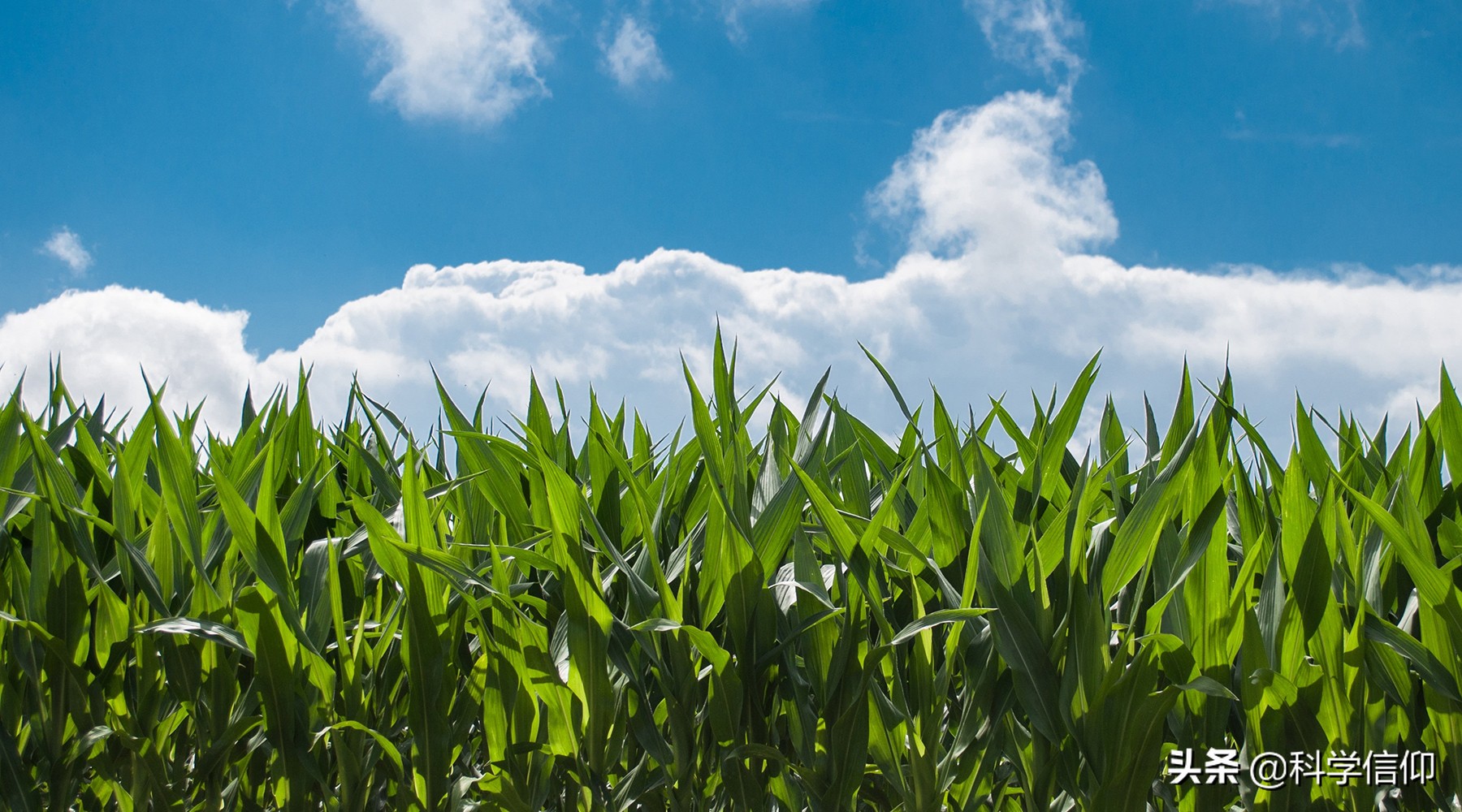 氮气没有参与呼吸作用,氮气可以用于呼吸吗