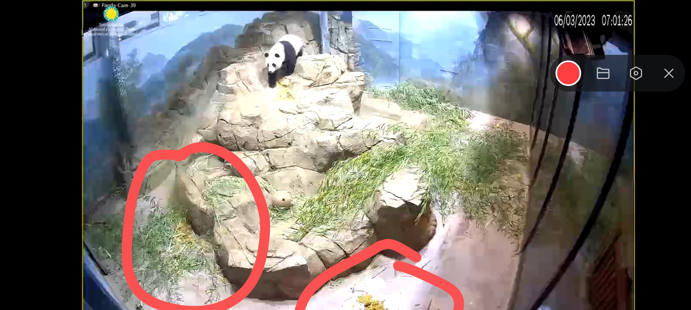 6.3日小奇迹崽崽:快给本崽崽多多上供能吃的竹子和竹笋