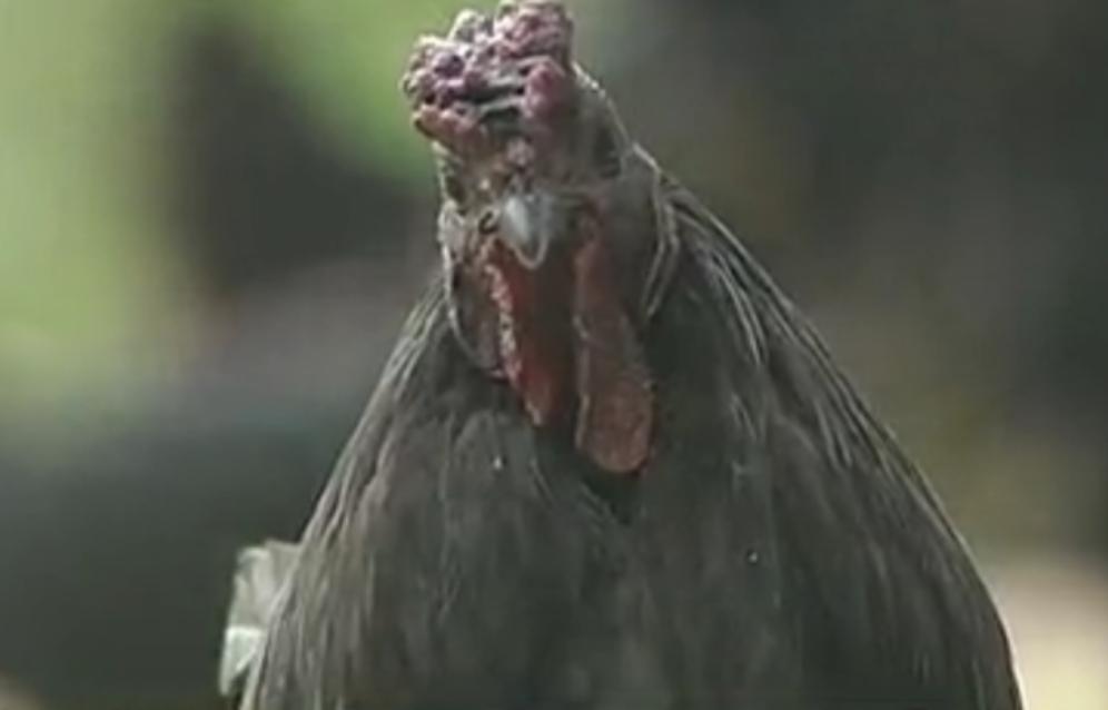 四川富翁撇下百万家产，携小29岁娇妻进深山，6年后又致富百万