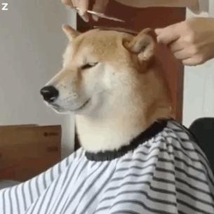 几月出生的柴犬体味小掉毛少,为什么柴犬容易弃养