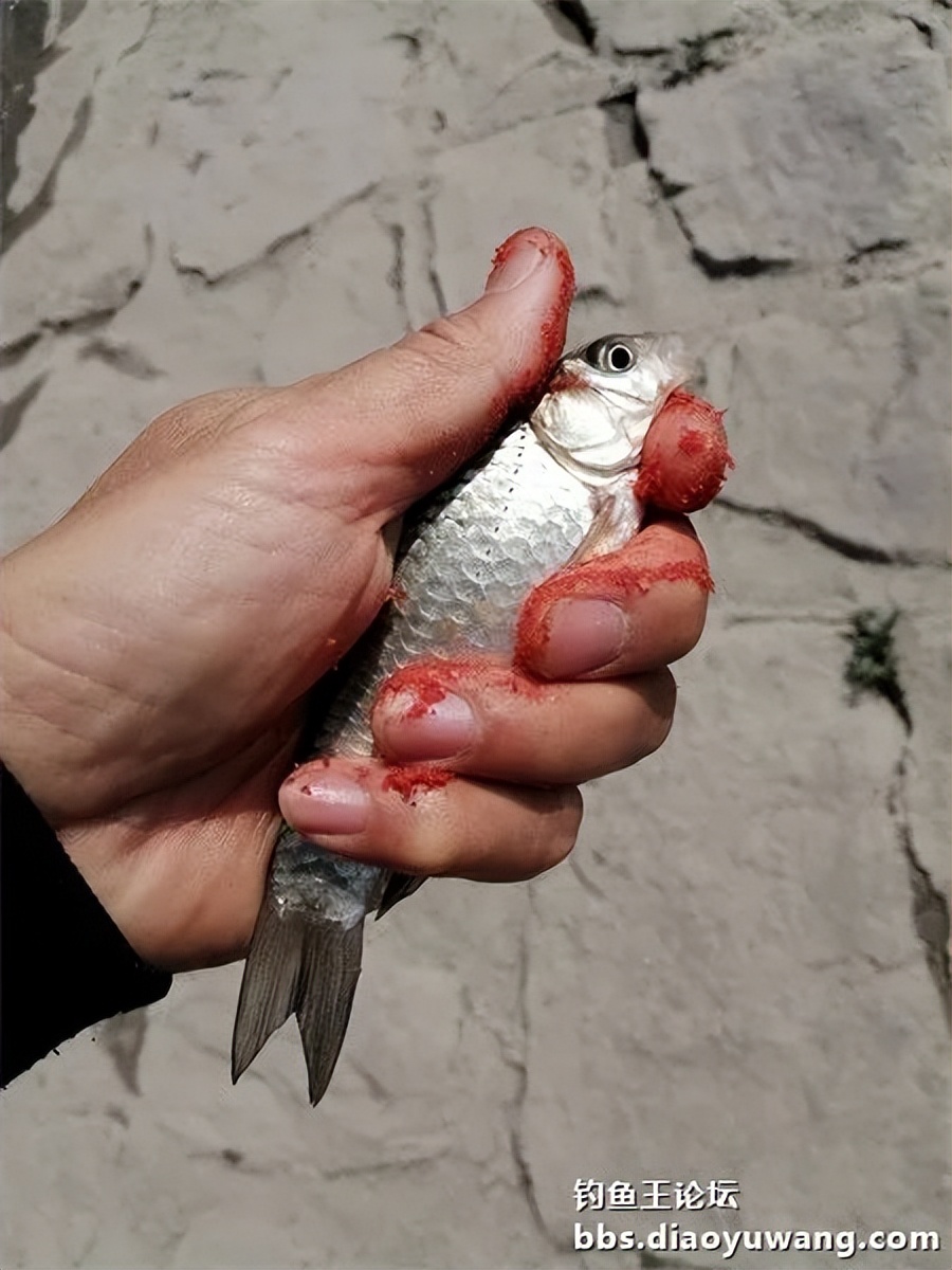 钓鱼王饵野钓破百尾
