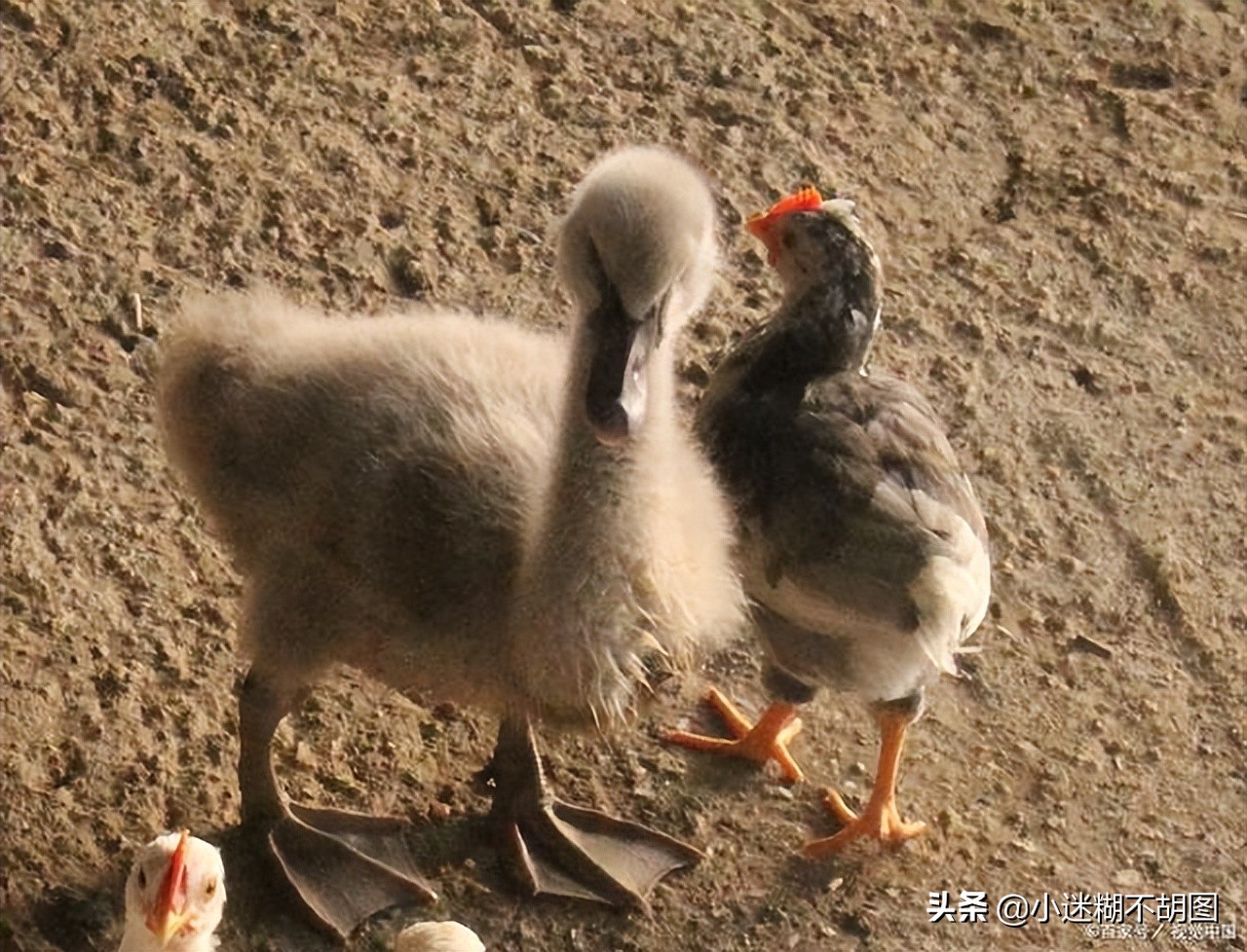 蛇是不是真的怕鹅主要原因是什么,蛇为什么怕雄黄和大鹅