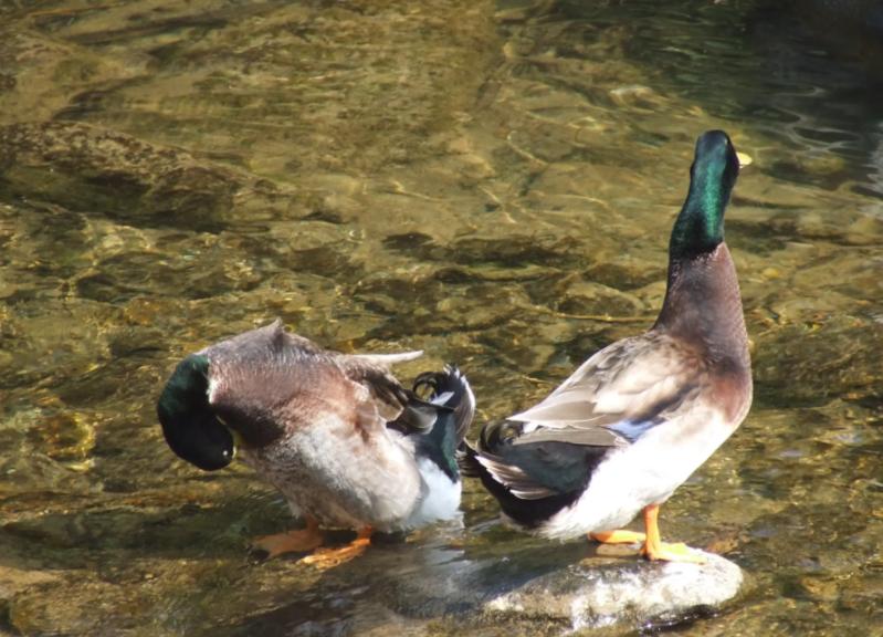 鸭软腿最快治疗方法,鸭子腿软站不起来怎么治疗