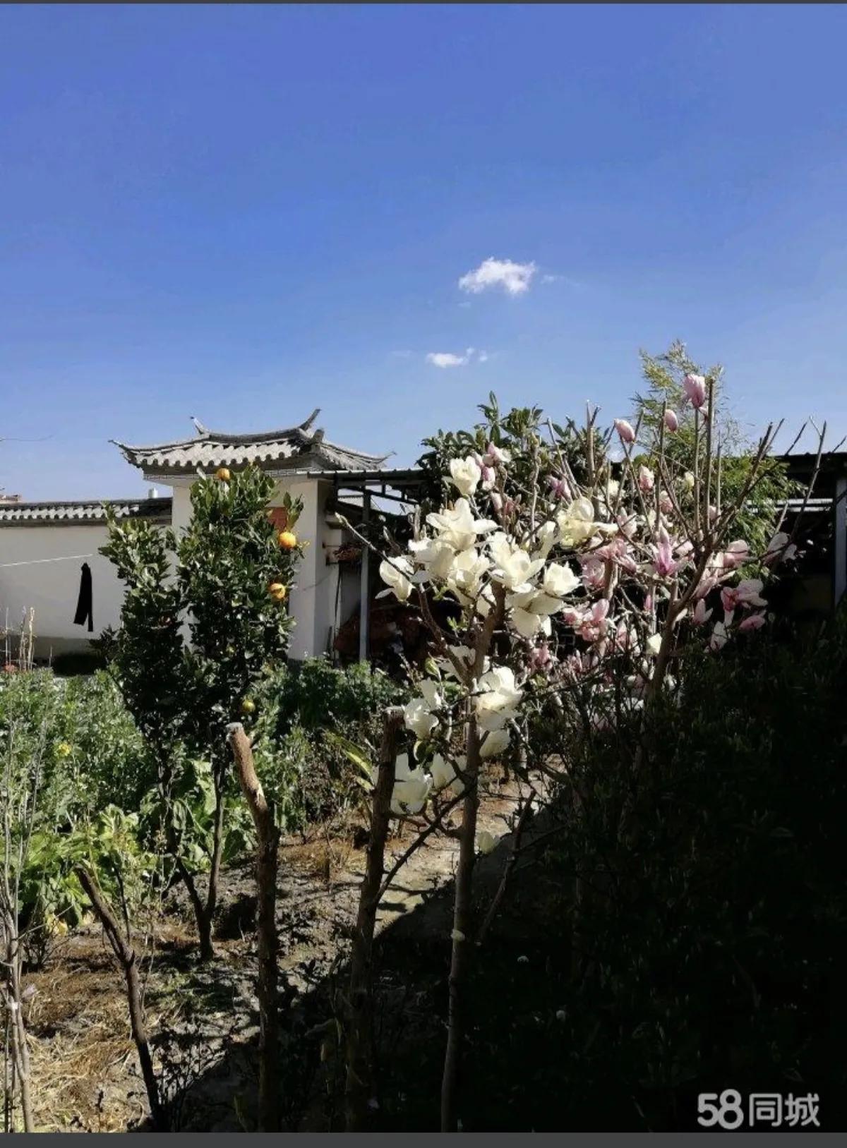 大理登龙村村民出租房,大理登龙村市场租房