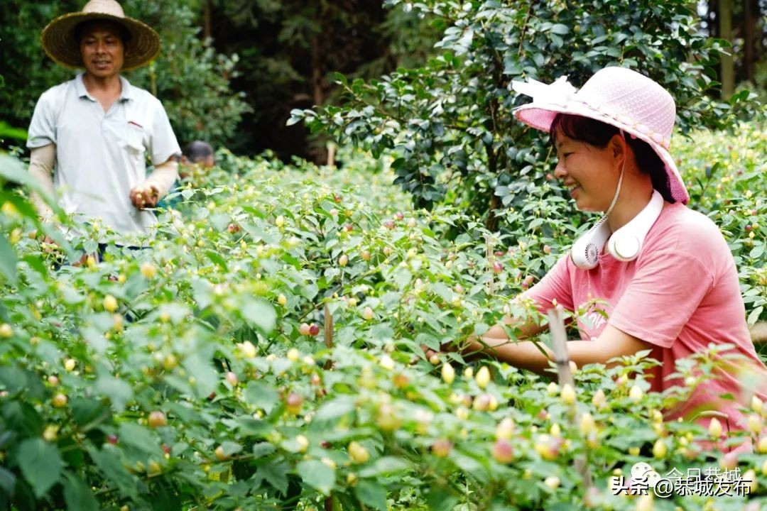 【大美桂林】桂林恭城三江乡：七彩椒点缀村民彩色致富梦