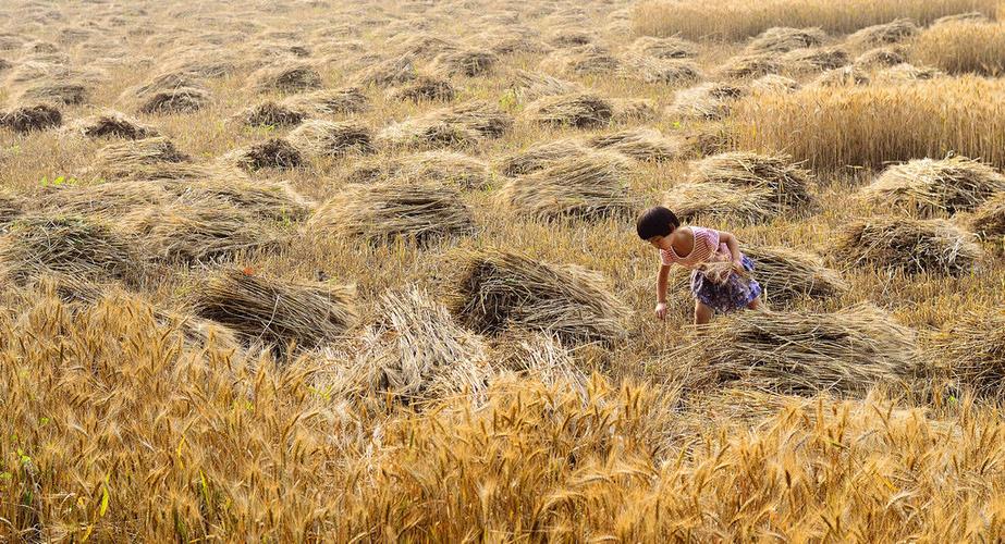 乡土散文童年的野菜,乡土散文童年的记忆种花生