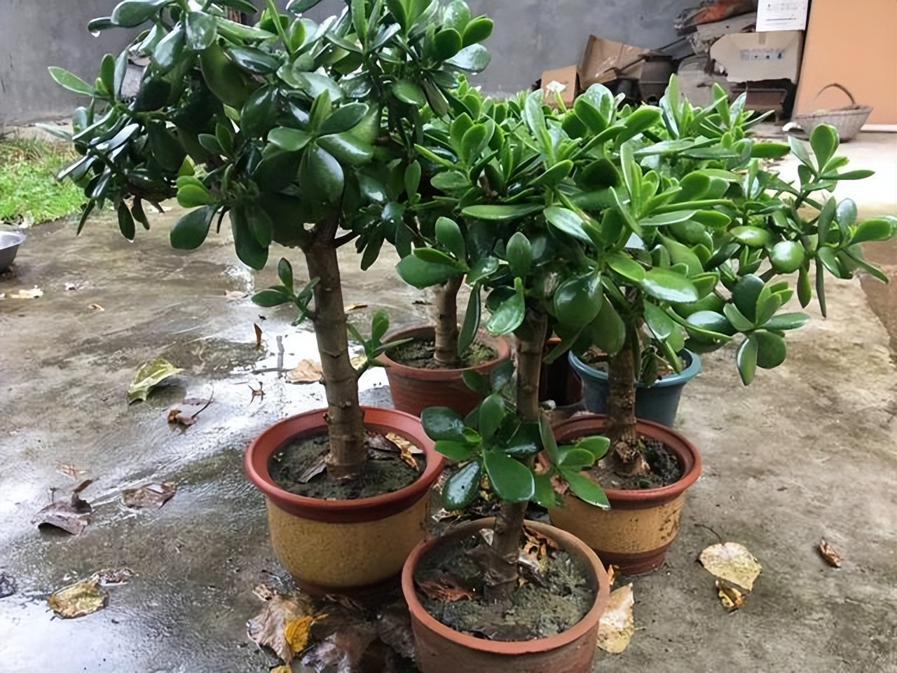 适合懒人在家养的10种花,户外适合懒人养的10种花