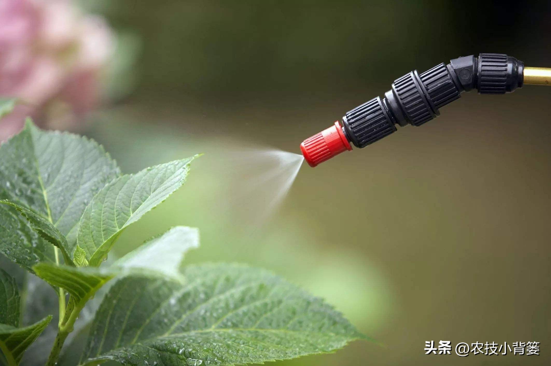 矿物油可以杀灭哪些害虫,矿物油农药使用效果