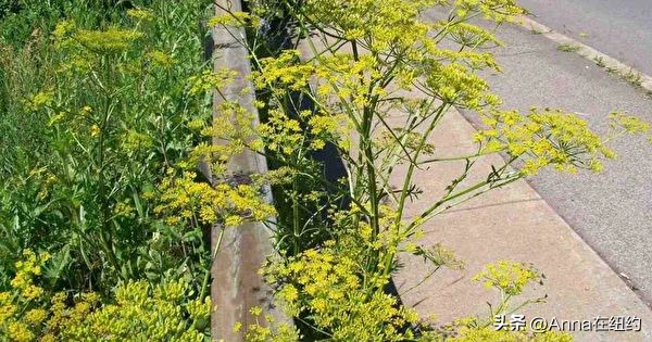 四种最毒的毒草,最毒的六种毒草