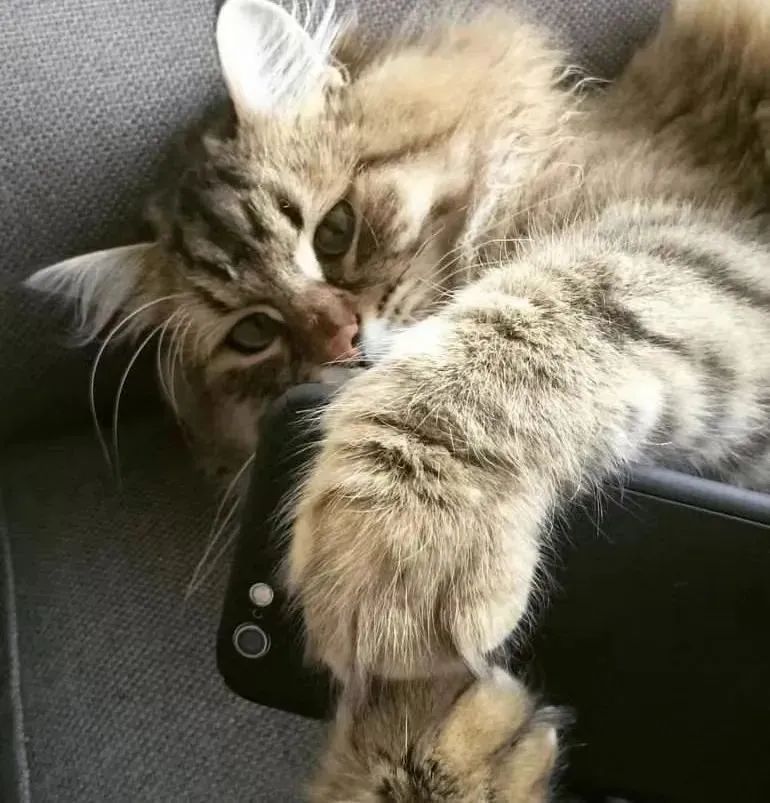 说出来你可能不信，我家猫用手机订购了一台空调