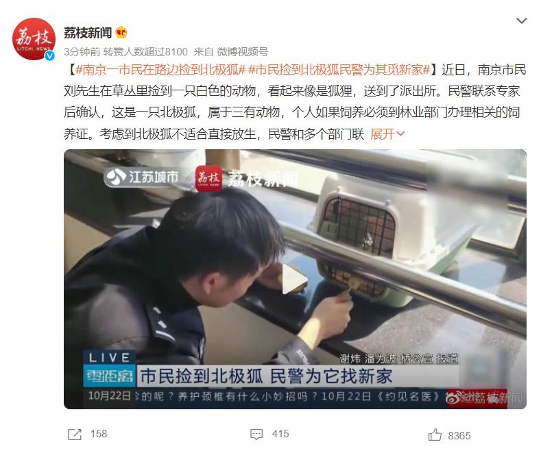 野外发现罕见的白狐,南京市民在路边捡到北极狐