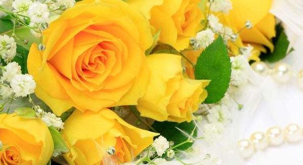 黄色玫瑰花代表什么象征意义,黄玫瑰代表什么意义和象征