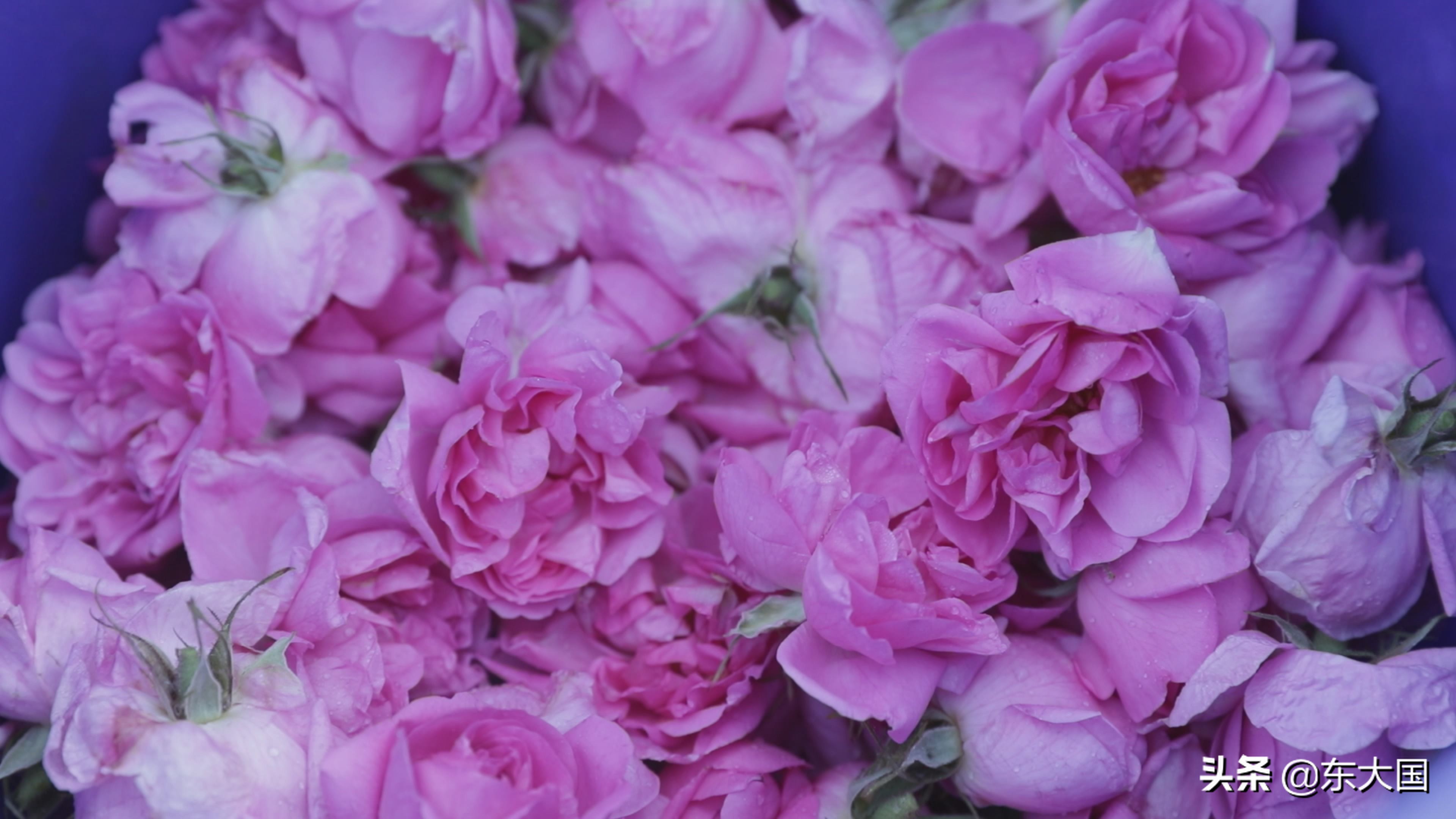 野猪“刺”激来的玫瑰花——玫瑰姐姐和她的美丽经济