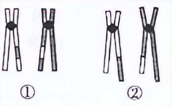 高中生物变异和育种知识点,高中生物变异育种进化思维导图