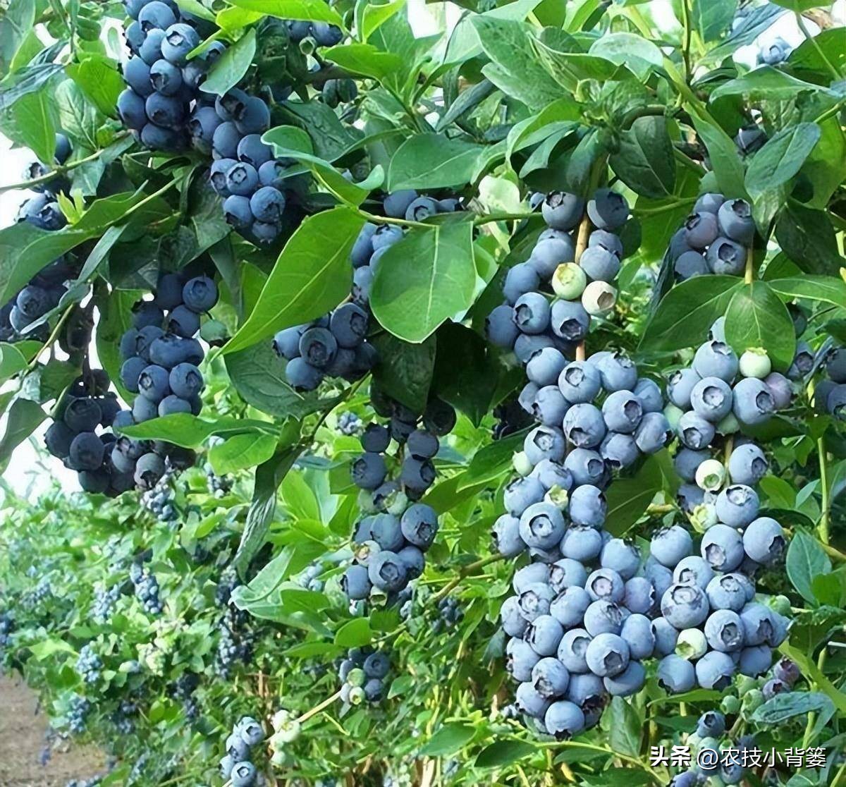 蓝莓大棚无土栽培技术,蓝莓基质栽培水肥一体