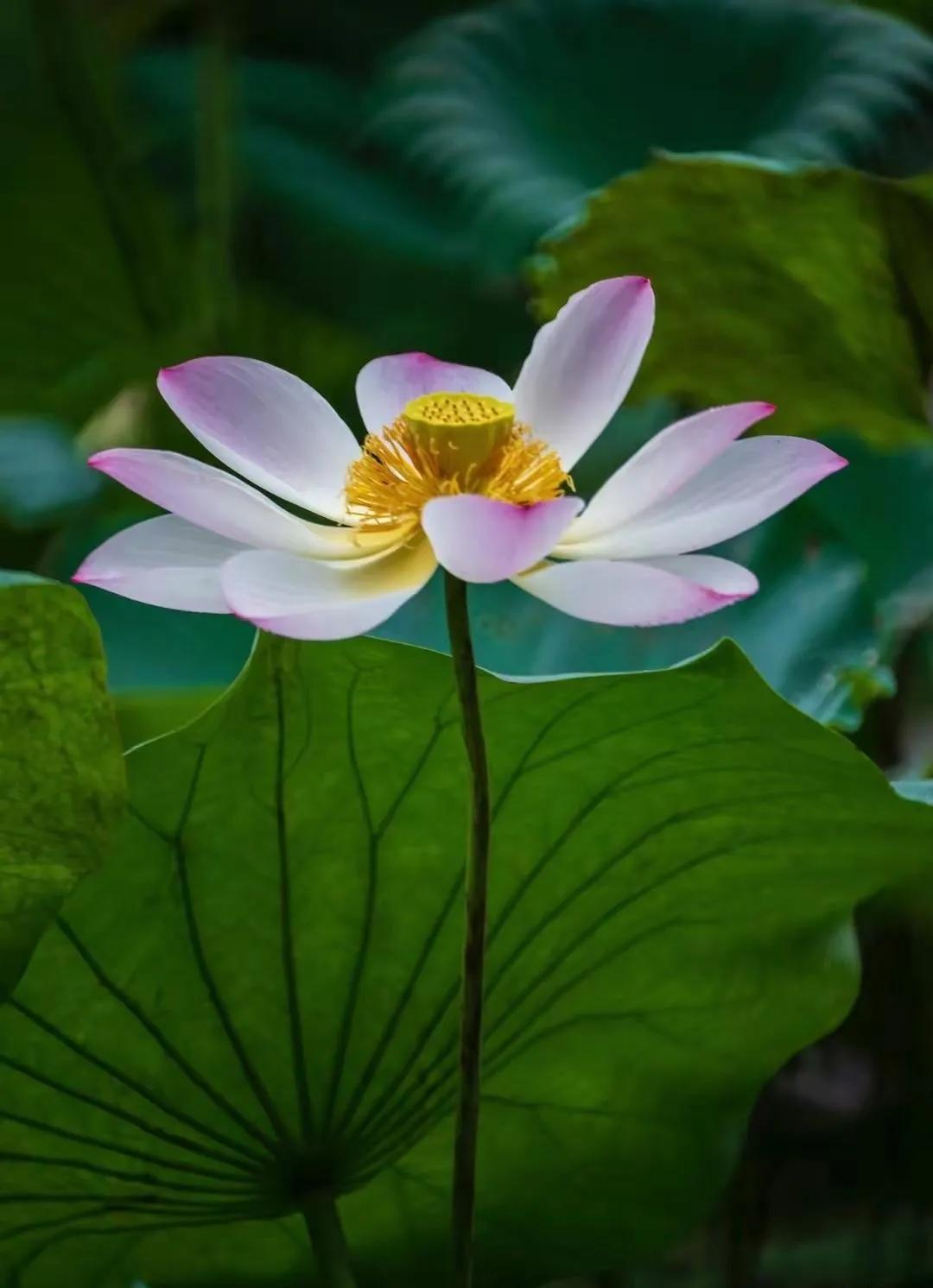 惊艳千年的“花之仙子”，唯美了整个夏天