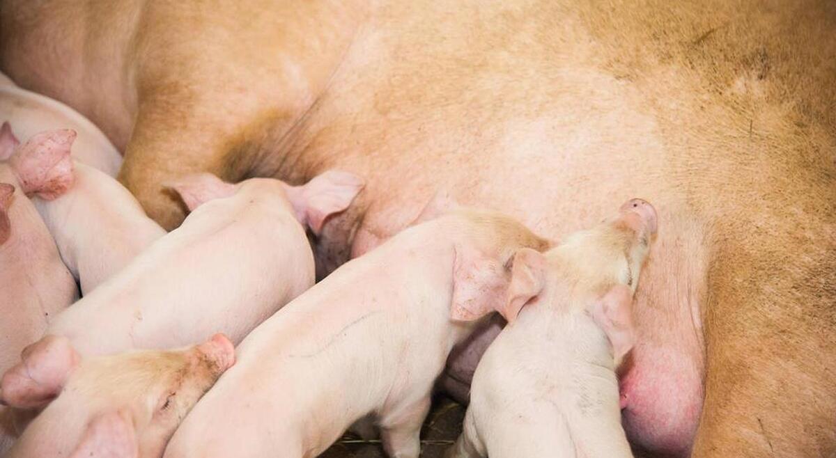 母猪得了子宫炎用什么药最好,母猪子宫炎治疗注意事项是什么