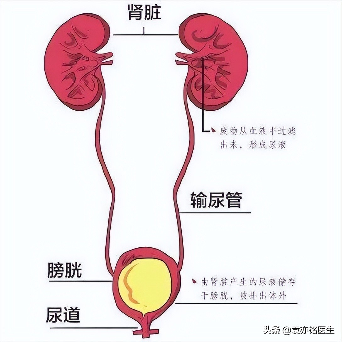 尿路感染会影响直肠吗,尿路感染会影响到肺吗