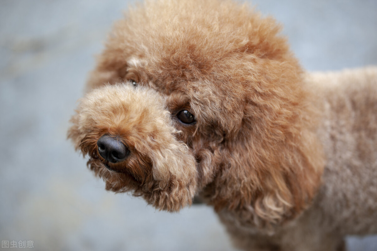 泰迪皮癣能用999皮炎平么,泰迪皮癣怎么治疗最好