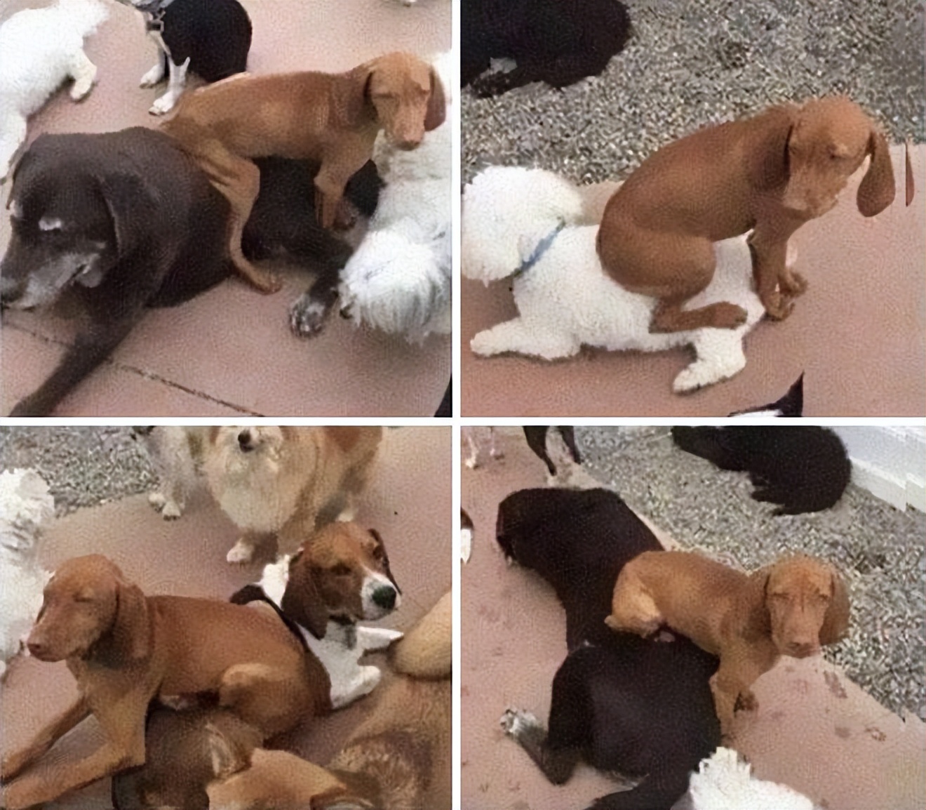 十种非常反骨的狗,狗狗反骨是什么原因