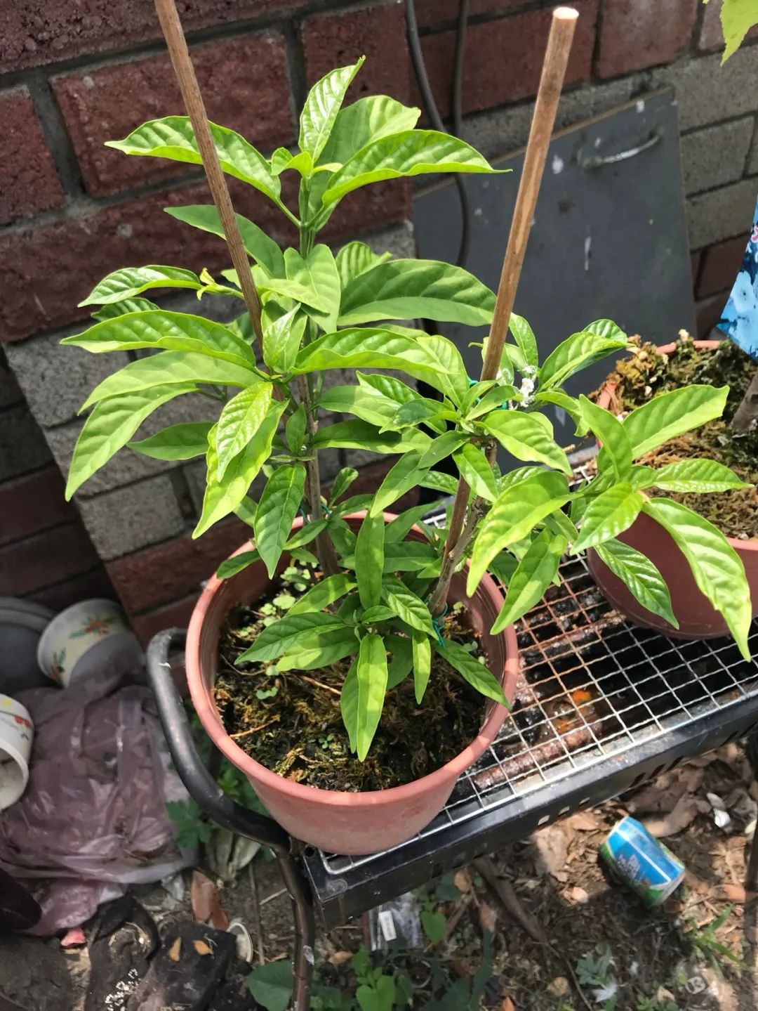 养了一年的垂丝茉莉终于开花了,垂丝茉莉立秋后如何养护