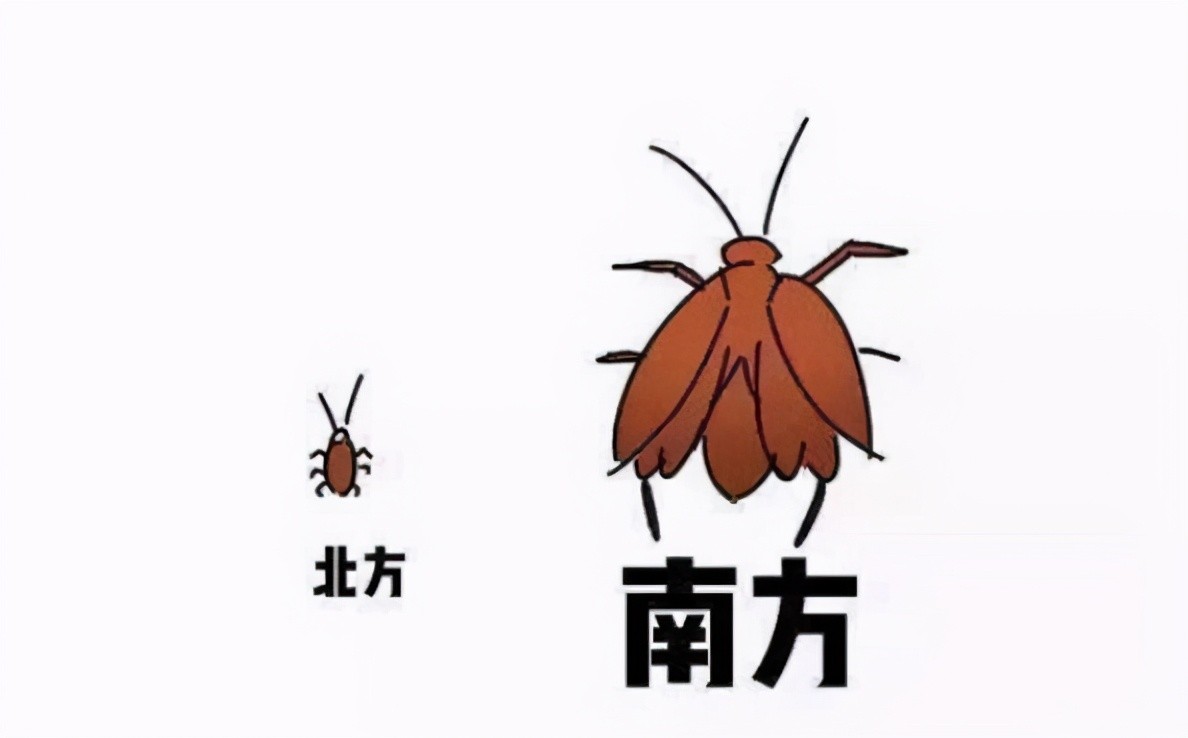 杀虫剂杀蟑螂陆续死亡,蟑螂最强杀虫剂