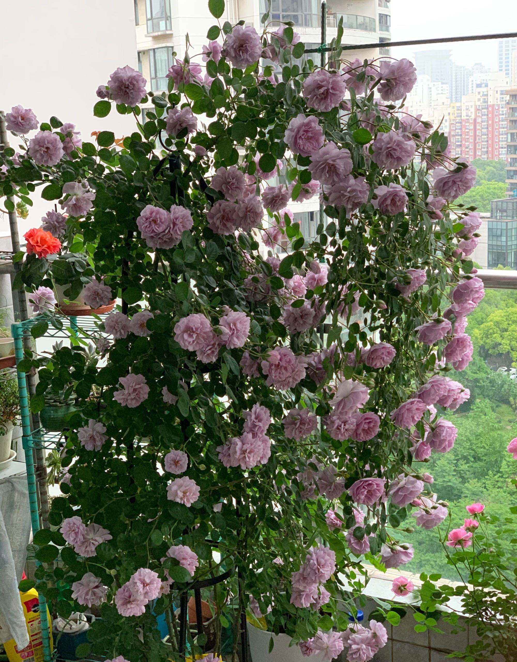 养花中出现小黑飞蚊怎么消除,养花有小黑飞怎么办