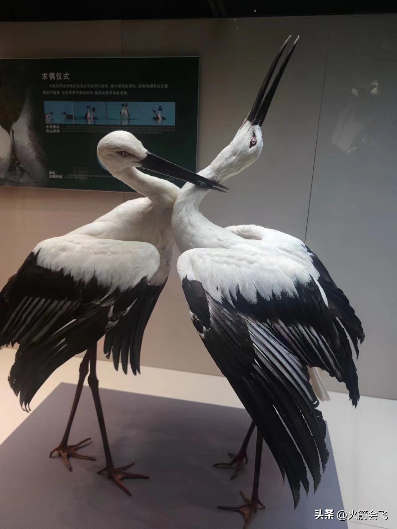 天津旅行攻略七日游价格多少,12小时极限游天津