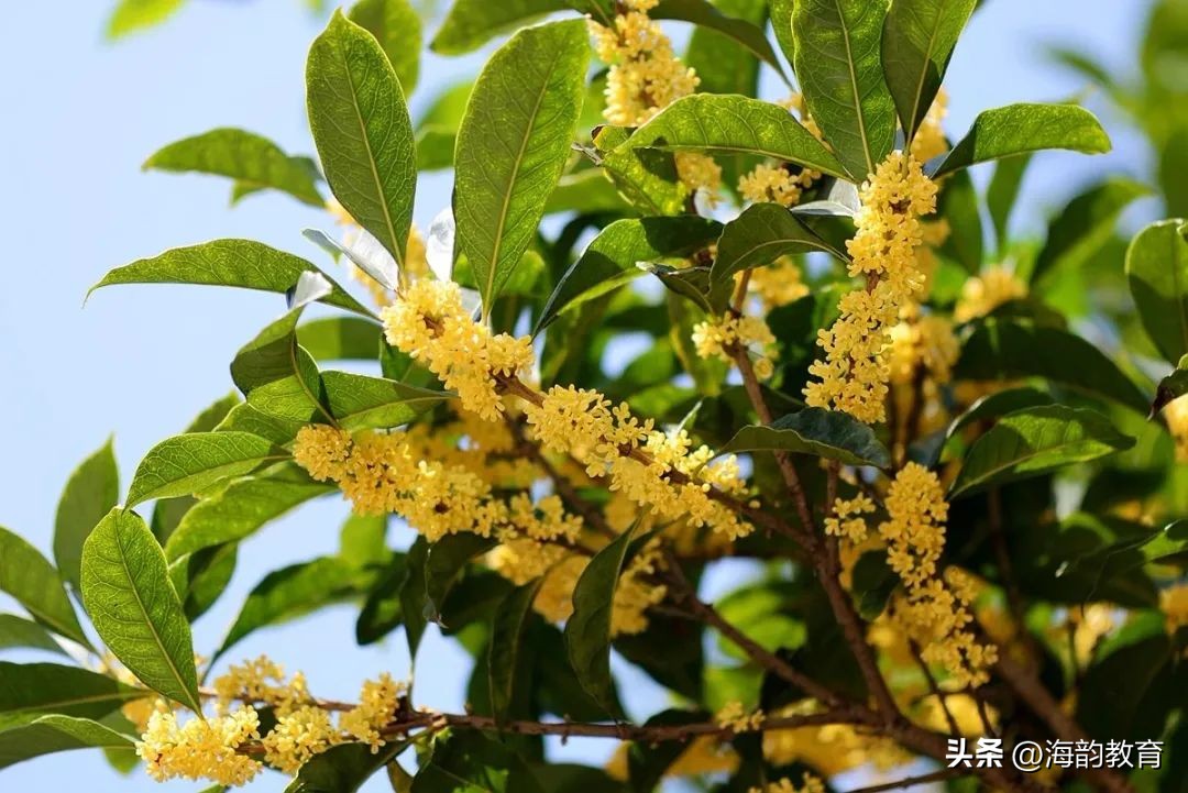 小学数学圆的面积教学设计思路,精品课小学数学圆的面积