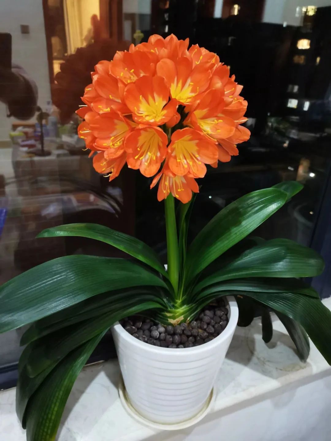 夏天植物养护技巧,植物夏季养护小技巧