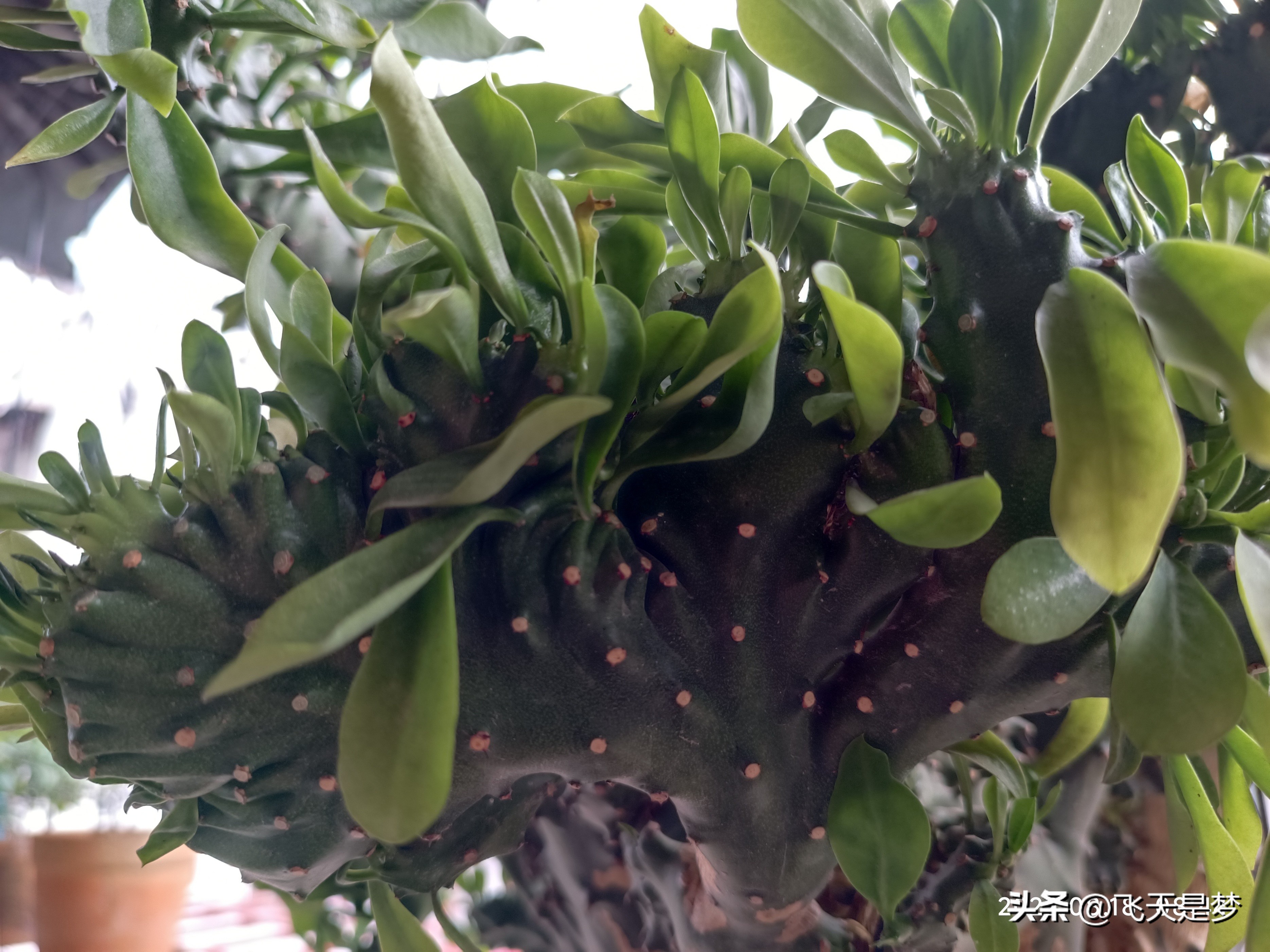 玉麒麟树的养护,玉麒麟好养吗