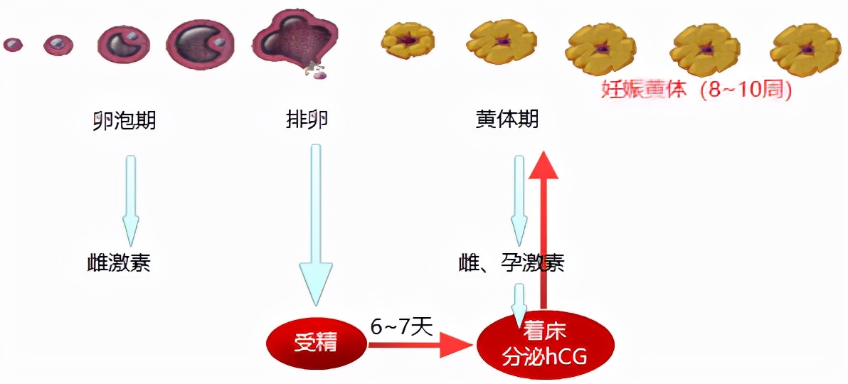 怕ta不来，又怕ta乱来！女生关于月经那点事儿