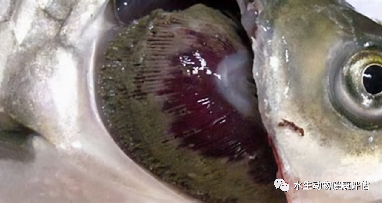 淡水鱼烂鳃怎么治疗,观赏鱼烂鳃病最佳治疗方法